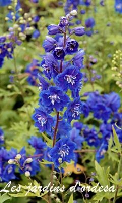 Delphinium pacific blue bird